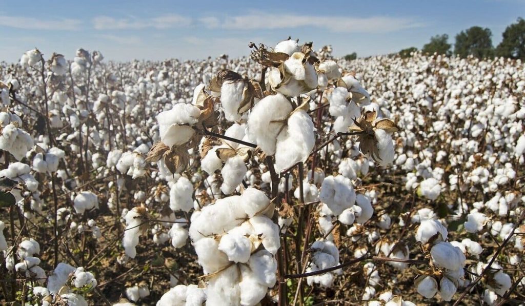 travail forcé culture coton ouïghours en Chine opacité de la supply-chain & risques sanctions juridiques et financieres conformité compliance fcpa loi sapin2