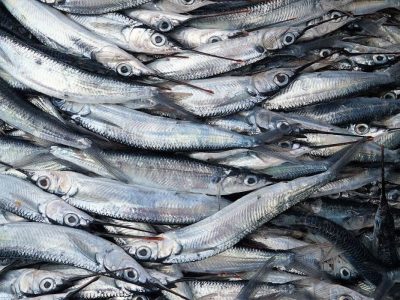 l'Islande et la Namibie face au scandale du « poisson pourri »